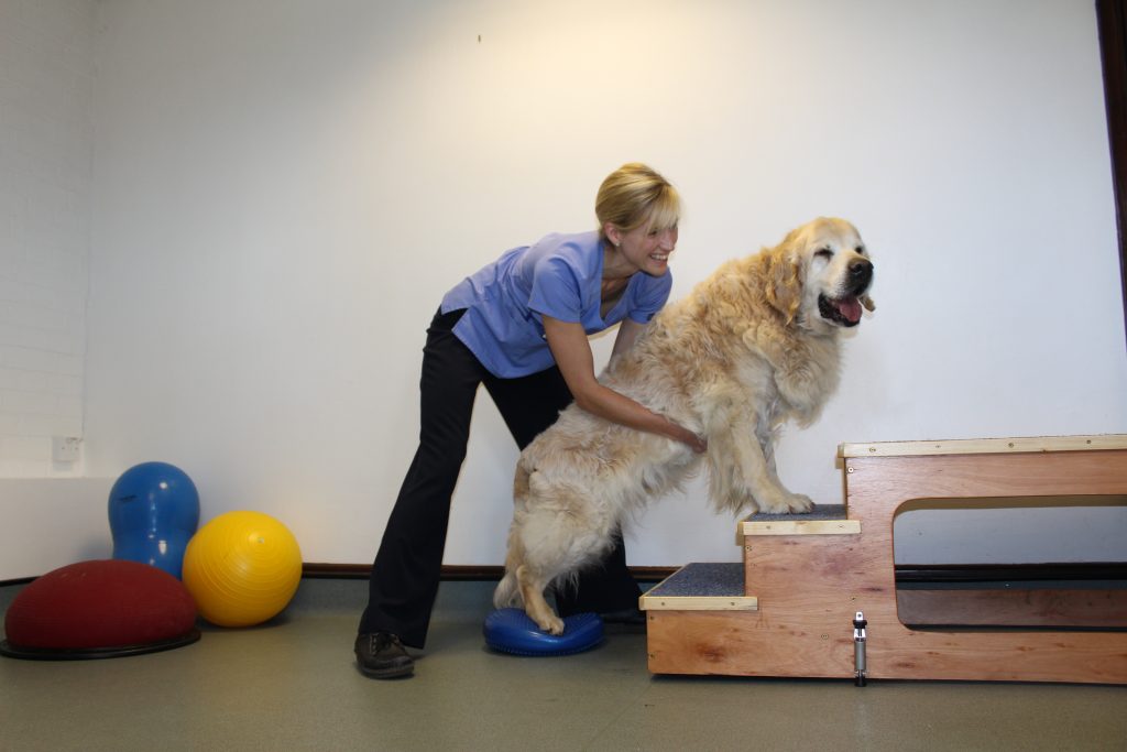 A Veterinary Physiotherapist - Davies - Therapy and Fitness Centre