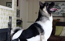 Akita Koji has physiotherapy at Davies Veterinary Specialists Therapy and Fitness Centre